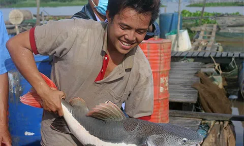 Cận cảnh đàn “thuỷ quái” Amazon “khủng” bạc tỷ của anh hai miền Tây