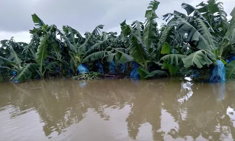 Vườn trái cây 1,500 ha của Bầu Đức tại Lào bị ngập lụt