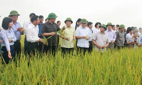 Trần Ngọc Nam: Người đưa thương hiệu gạo hữu cơ Việt ra thế giới