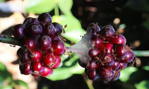 Nghe cafe chồn, cafe voi đã lâu, hóa ra còn có cả "cafe kiến" cực độc mà có tiền cũng chưa chắc mua được