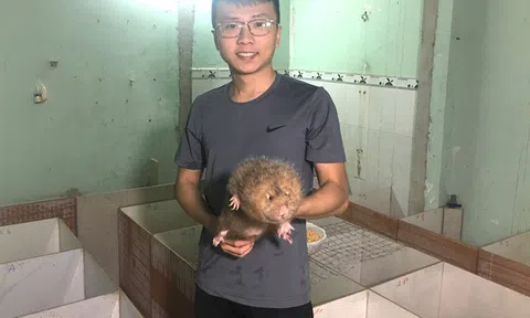Nuôi dúi bằng máy lạnh, nam sinh viên “bỏ túi” 40 triệu đồng/tháng