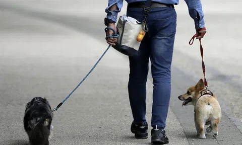 Tỷ phú Masayoshi Son gây mất niềm tin hoàn toàn: Rót 300 triệu USD vào startup dắt chó đi dạo 'trời ơi đất hỡi' và giờ công ty này trên bờ vực phá sản, định giá rẻ hơn cả số tiền Softbank đầu tư