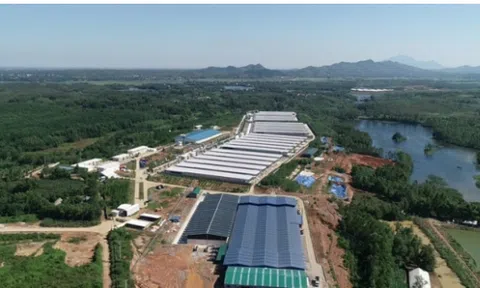 Sự thật phía sau những quả “trứng sạch” Hòa Phát: Núi phân gà hàng chục ngàn tấn đầu độc nguồn nước