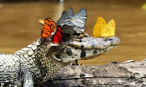 Chuyện 2 con cá sấu và sức mạnh thần kỳ của việc… không làm gì cả