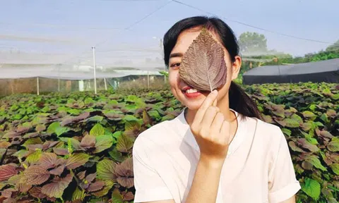 ‘Cô gái bột rau’ và bản lĩnh một doanh nhân trẻ