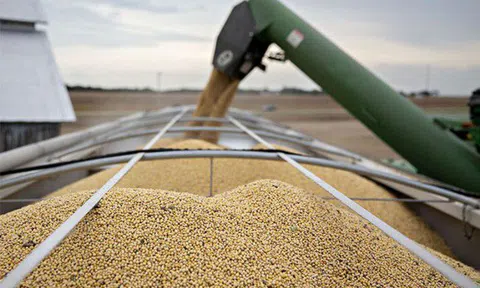 Việt Nam sẽ chi 3 tỉ USD mua 100.000 con bò, 3 triệu tấn lúa mì… của Mỹ