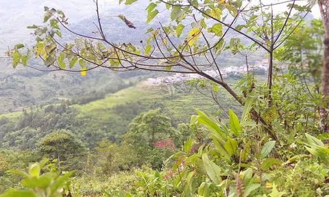 Bố chồng khuất núi để lại tài sản cho người không ai ngờ tới