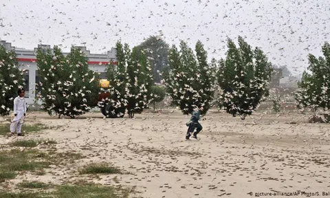 'Binh đoàn' châu chấu áp sát Trung Quốc