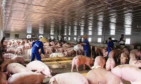 Ông chủ các trại lớn đồng loạt báo giảm giá thịt lợn