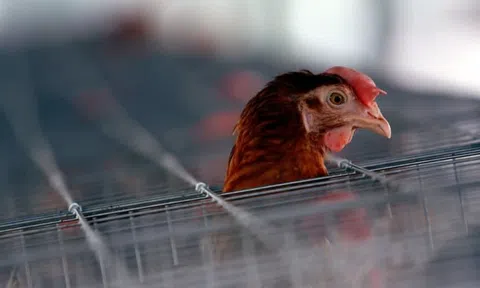 Từ câu chuyện con gà bé dần tại Singapore đến đại dịch đói mà thế giới đang đương đầu
