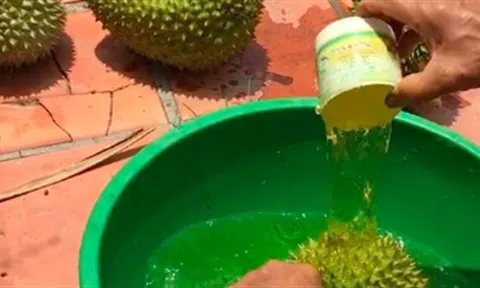 Sầu riêng nhúng thuốc đem đi bán: 'Không nhúng không dám bán'