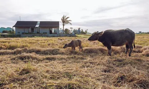 Mê mẩn với không gian sống của ngôi nhà cấp 4 giữa lòng Hội An