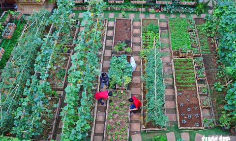 Đôi vợ chồng ở Sài Gòn biến khu đất 273m² thành vườn rau đầy cây trái sau thời gian cách ly