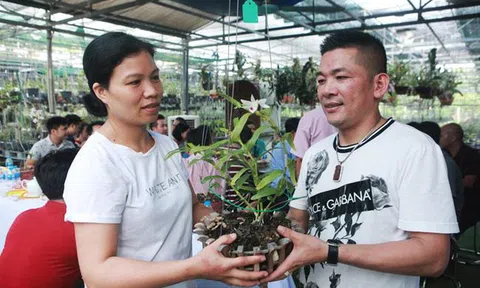 Đại gia chi 5 tỷ mua giỏ lan nhìn chẳng khác gì... ngọn rau muống, nhưng chỉ sau thương vụ đã lãi cả chục triệu