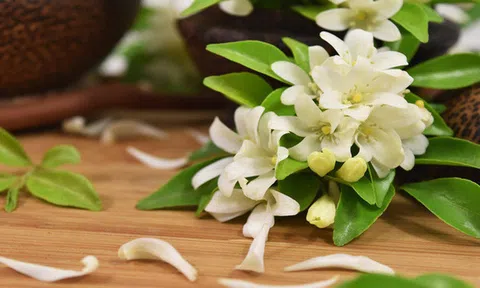 15 loại cây cảnh không chỉ tốt trong phong thủy mà còn có tác dụng lọc sạch không khí, nhà nào cũng nên có 1 cây