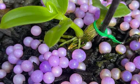 Chậu lan 'Huyền thoại bướm đại ngàn', mua 1 tỷ bán giá 15 tỷ đồng