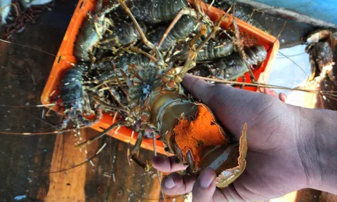 Đổ bộ Hà Nội, những chú tôm hùm ôm trứng nhảy "tanh tách" giá siêu rẻ chỉ 450.000 đồng/kg: Có nên mua?