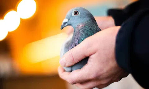 Đại gia chịu chơi bỏ gần 44 tỷ đồng chỉ để mua 1 chú chim bồ câu