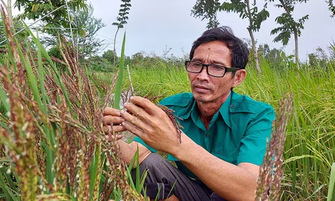 'Tôi mua muối về... bón lúa, người ta bảo tôi điên'