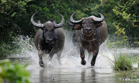 Thầy phong thủy Hồng Kông dự báo những con giáp kiếm bộn tiền trong năm Tân Sửu