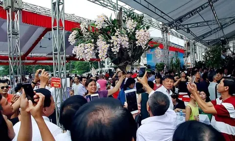 Sự thật phía sau những cây lan đột biến có giá hàng chục tỉ đồng