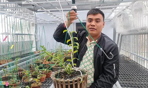 Chủ vườn nói gì về vụ giao dịch lan đột biến gần 300 tỷ đồng