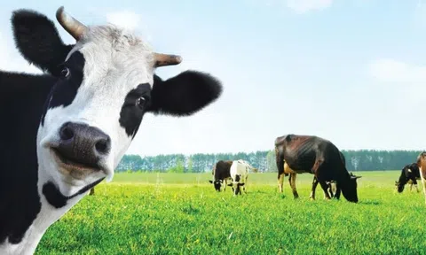 VNM - Giá nào là hợp lý?